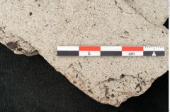 Foto (Detailansicht) von Tilia platyphyllos Scopoli (NHMW-GEO-2024-0188-15019)